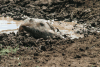 Eastern Warthog Wallow