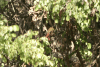 Green-winged Pytilia (Pytilia melba)