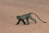 Manyara Monkey (Cercopithecus mitis manyaraensis)