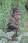 Baby Olive Baboon