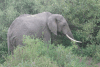 Loxodonta africana