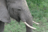 African Bush Elephant Close-up