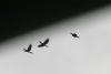 Formation Silver-cheeked Hornbills Flight