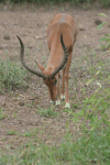 Common Impala (Aepyceros melampus melampus)