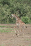 Baby Maasai Giraffe