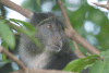 Close-up Manyara Monkey