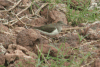Common Sandpiper (Actitis hypoleucos)