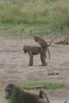 Copulating Baboons Practicing Adolescents