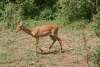 Female Common Impala