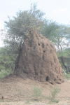 Large Termite Mound