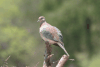 Southern Laughing Dove (Spilopelia senegalensis senegalensis)