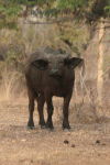 Sudanese Buffalo (Syncerus caffer brachyceros)