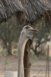 Head Ostrich