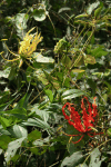 Flame Lily (Gloriosa superba)