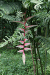 Sexy Pink (Heliconia chartacea)