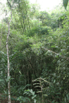 Bamboo Foreign Invasive Plant