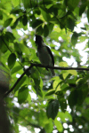 Bearded Bellbird (Procnias averano)