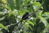 White-lined Tanager (Tachyphonus rufus)