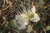 Caperbush (Capparis sicula)