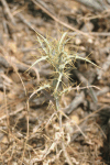 Yellow-spine Thistle (Picnomon acarna)
