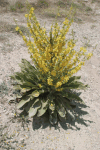Mullein (Verbascum sp.)