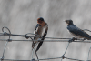 Angolan Swallow (Hirundo angolensis)