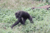 Eastern Chimpanzee Ngamba Island