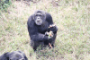 Feeding Eastern Chimpanzee Ngamba