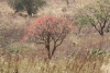 Coral Tree (Erythrina sp.)