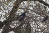 Rüppell's Starling (Lamprotornis purpuroptera)