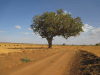 Sausage Tree (Kigelia africana)
