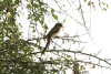 Yellow-billed Shrike (Corvinella corvina)