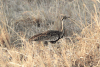 Black-bellied Bustard (Lissotis melanogaster)