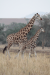 Rothschild's Giraffe (Giraffa camelopardalis rothschildi)