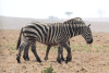 Maneless Zebra (Equus quagga borensis)