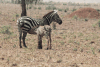 Maneless Zebra (Equus quagga borensis)