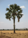 African Fan Palm (Borassus aethiopum)