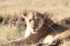 Northern Lion (Panthera leo leo)