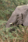 Close-up Elephant