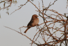 Chestnut-crowned Sparrow Weaver (Plocepasser superciliosus)