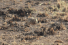 Black-bellied Bustard (Lissotis melanogaster)