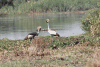 East African Crowned Crane (Balearica regulorum gibbericeps)