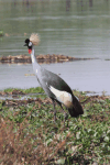 East African Crowned Crane (Balearica regulorum gibbericeps)