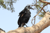 Abyssinian Ground Hornbill (Bucorvus abyssinicus)