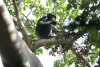 Eastern Chimpanzee (Pan troglodytes schweinfurthii)