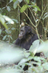 Eastern Chimpanzee Ground