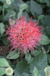 Blood Lily (Scadoxus multiflorus)