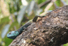 Uganda Blue-headed Tree Agama (Acanthocercus ugandaensis)