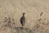 Red-necked Francolin (Pternistis afer)