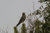 Grey Kestrel (Falco ardosiaceus)